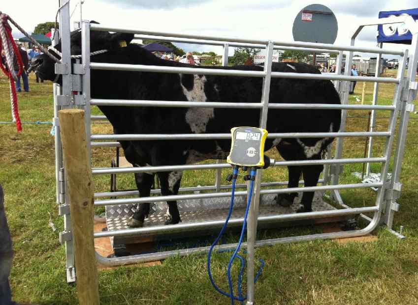 Maximizing Farm Efficiency with Digital Cattle Scales